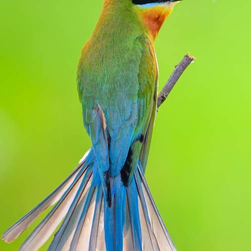 Photo #13425793