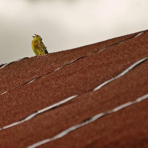 Фотография #13426119