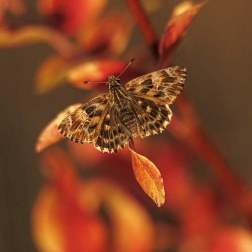 В закатных  лучах радуется жизни бабочка