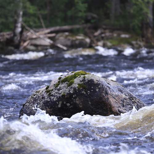 Река Сегежа. Карелия
