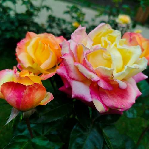 Photo #13428109