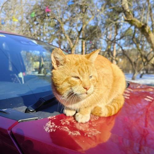 Photo #13428388