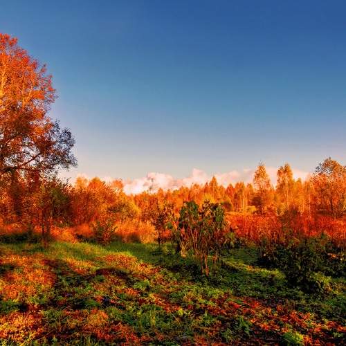 Photo #13428487
