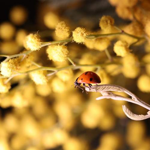 Пробуждение-1