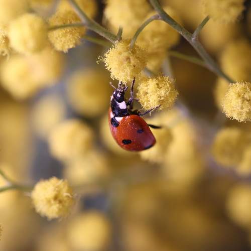 Пробуждение