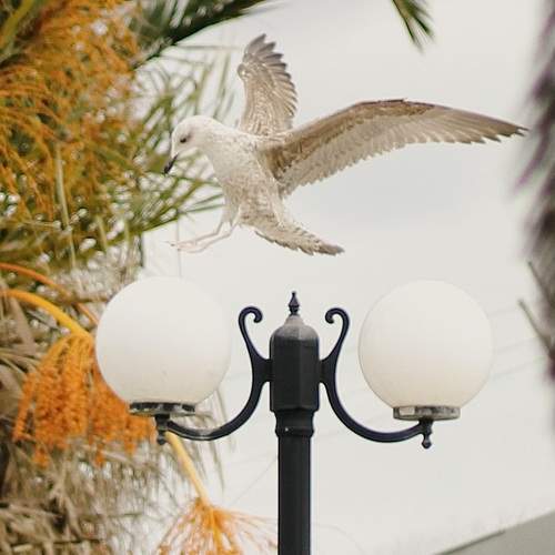 Photo #13428541