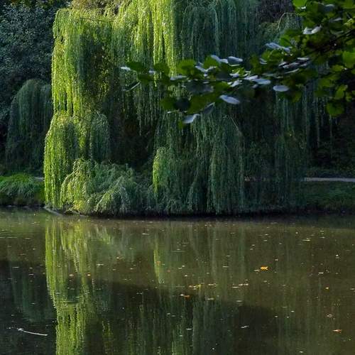 Photo #13430401