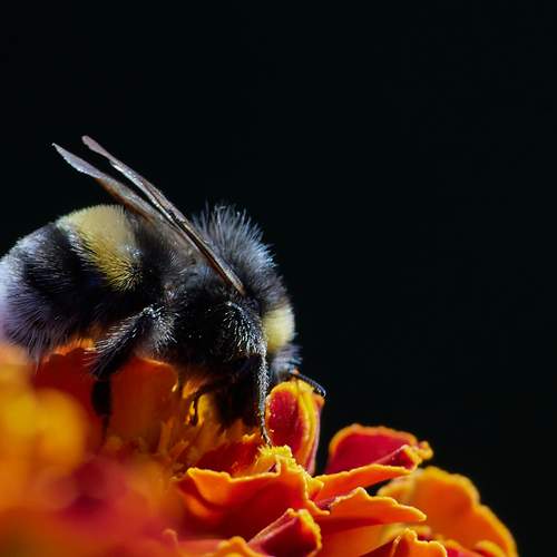 Фотография #13430650