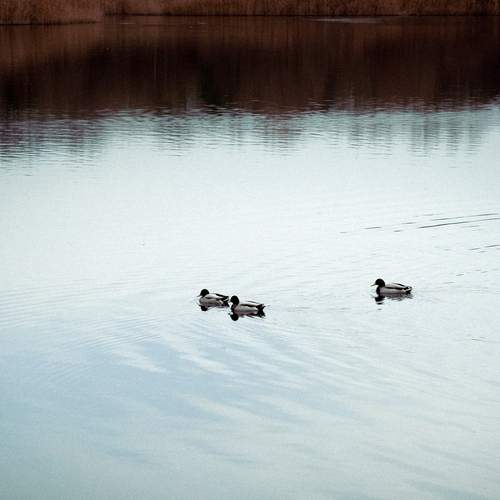Photo #13431343