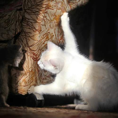 Фотография #13431658