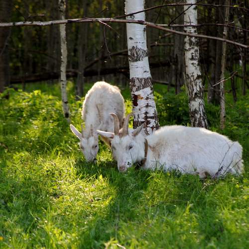 Фотография #13431659