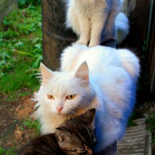 Фотография #13431662