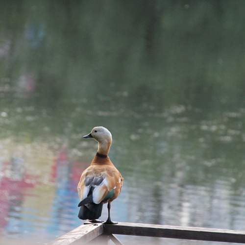 Photo #13431808