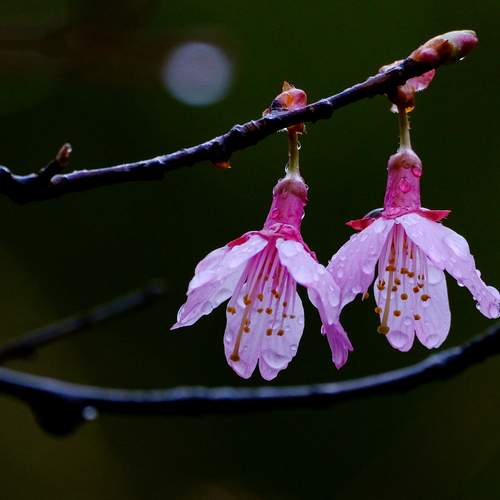 Two Blooms in the Rain