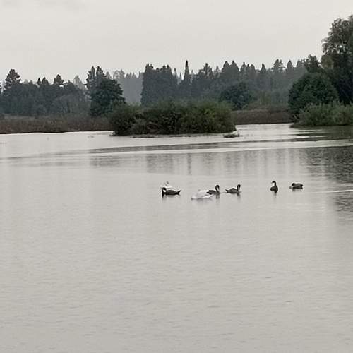 Photo #13432439