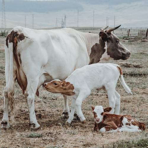 Photo #13432493