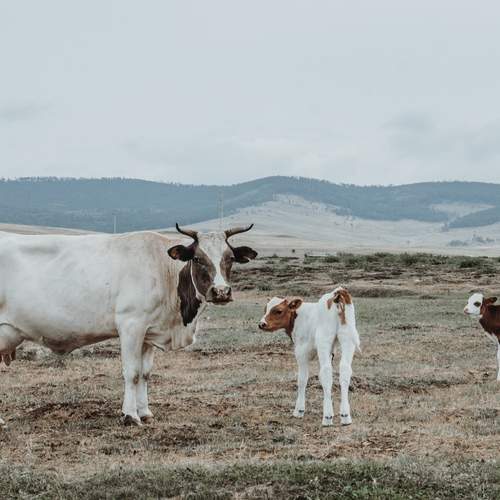 Photo #13432494