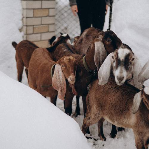 Фотография #13432518