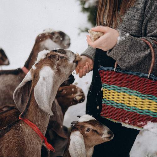 Фотография #13432521