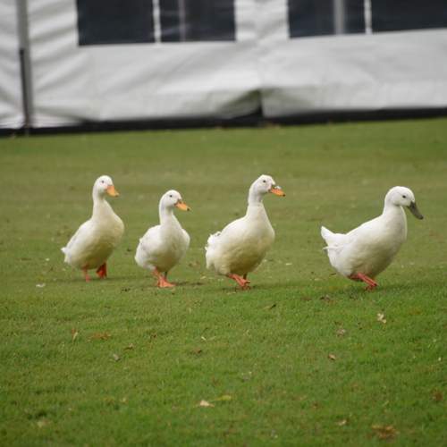 Photo #13433010
