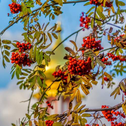 Русские мотивы