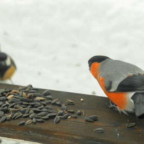 The titmouse is blue and yellow. In winter, she pecks sunflower seeds.A bird in flight. Close-up, Wildlife concept. the animal world. postcard. Space for the text.White background.