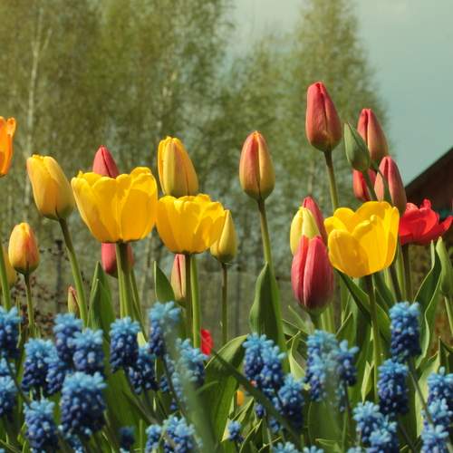 Природная грация