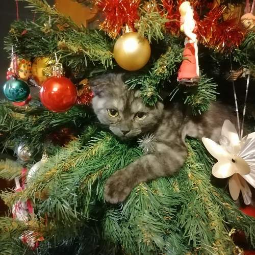Кошка Мурка.