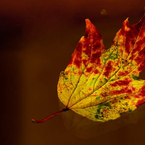 Фотография #13433783