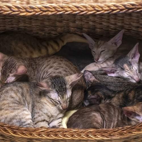 Фотография #13434210