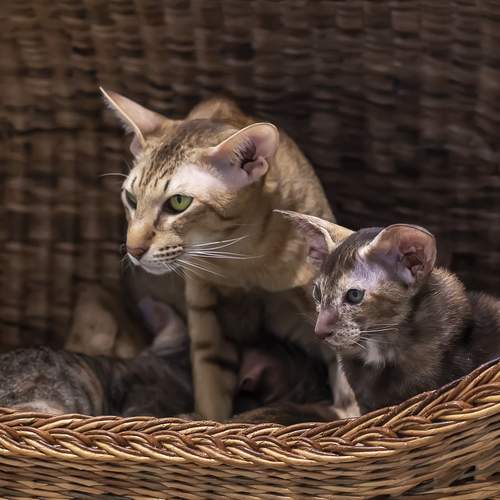 Фотография #13434232