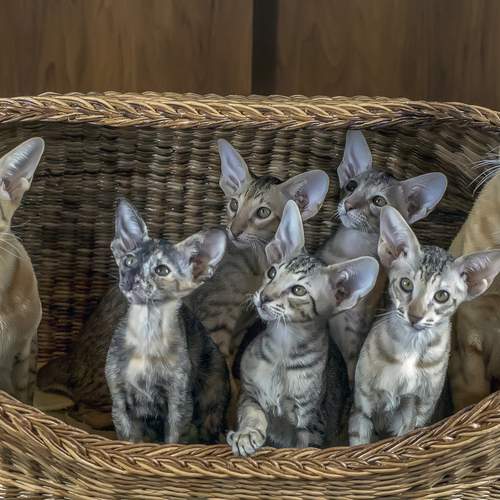 Фотография #13434257