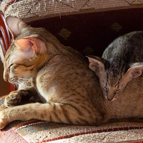 Фотография #13434259