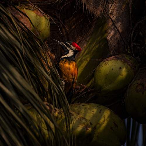 Photo #13434695