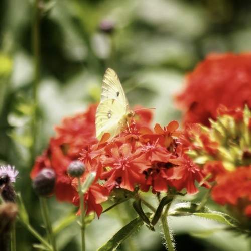 Photo #13435220