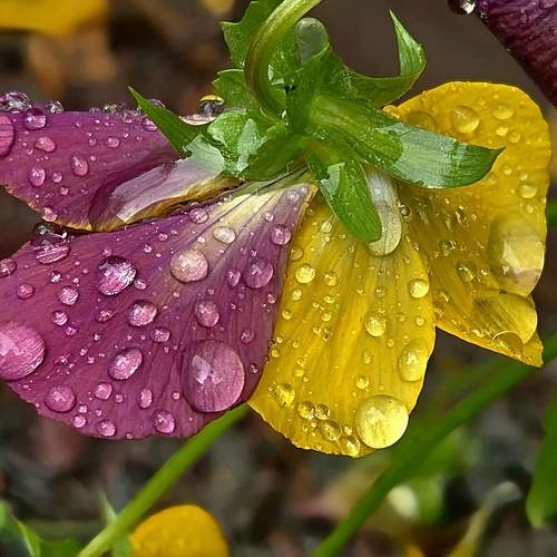 Photo #13435635