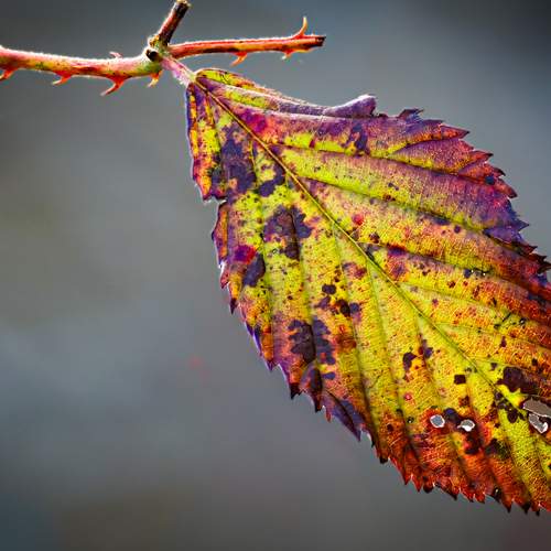 Photo #13435750