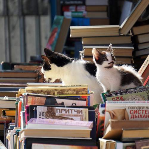 Photo #13436246
