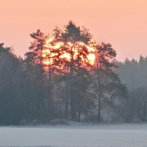 Морозный апельсин.