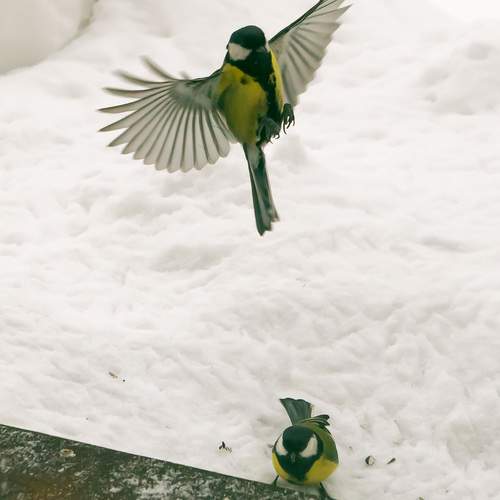 The titmouse is blue and yellow. In winter, she pecks sunflower seeds.A bird in flight. Close-up, Wildlife concept. the animal world. postcard. Space for the text.White background