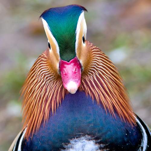 Фотография #13436544