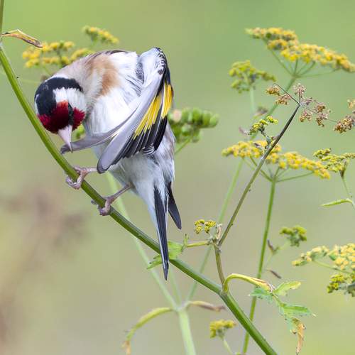 Фотография #13436545