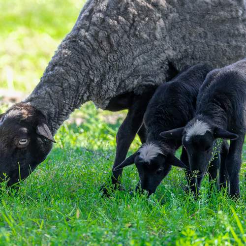 Фотография #13436552