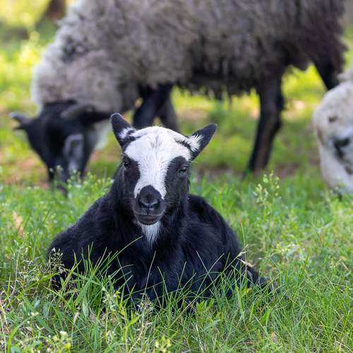 Фотография #13436553