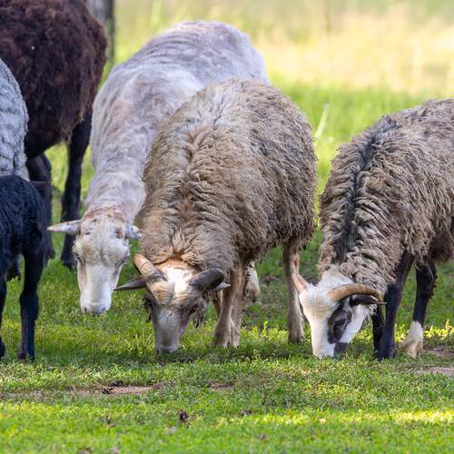 Фотография #13436555