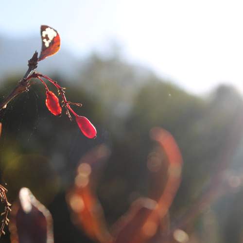 Photo #13436590