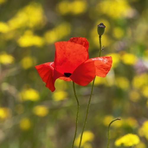 Огонь на солнечном полотне