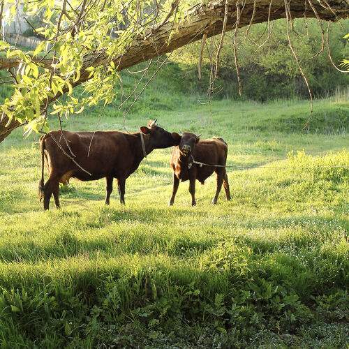 Фотография #13437291