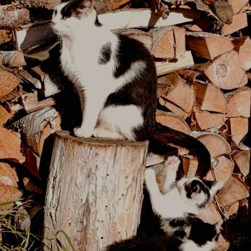Photo #13438140