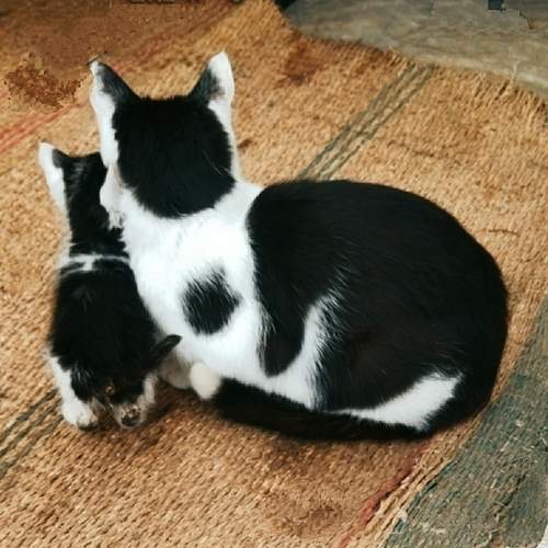 Photo #13438143